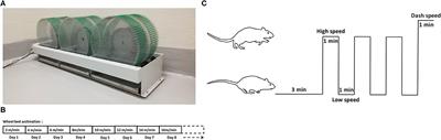 Interactive Effects of Enalapril Administration and Novel HIIT Wheel-Bed Training in Aged Rats